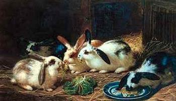 unknow artist Rabbits 116 oil painting picture